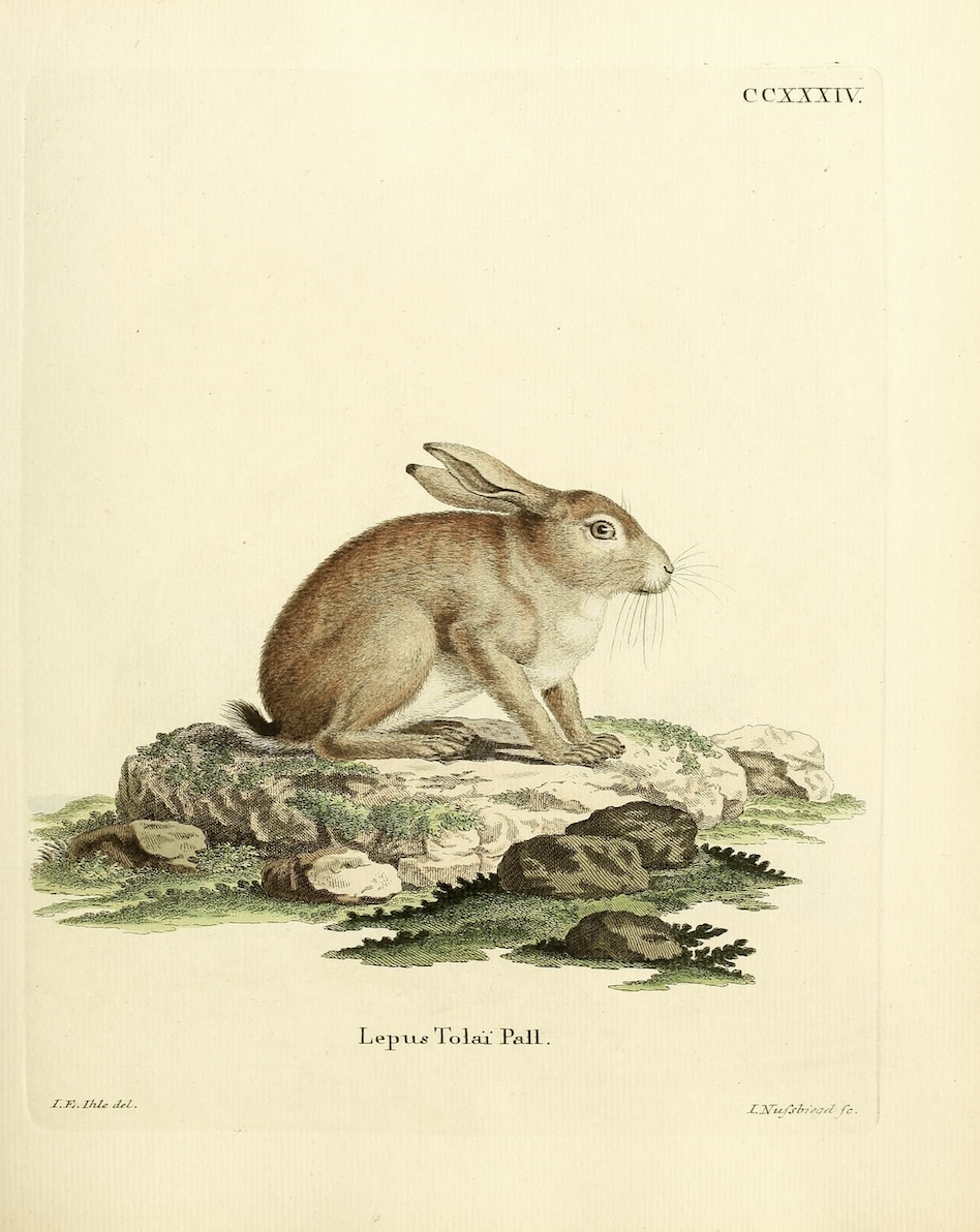 German Hare Antique Framed Art