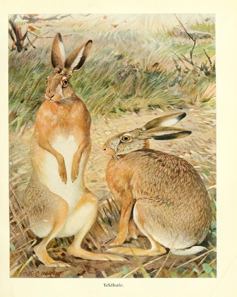 Two Hares in a Field Antique Framed Art