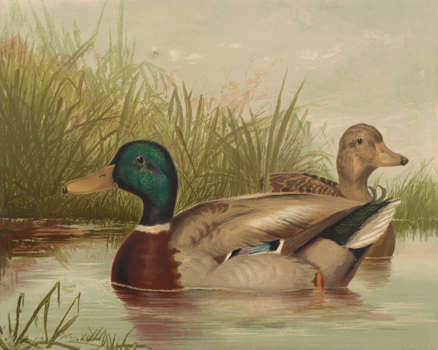 Ducks on the Pond Antique Framed Art