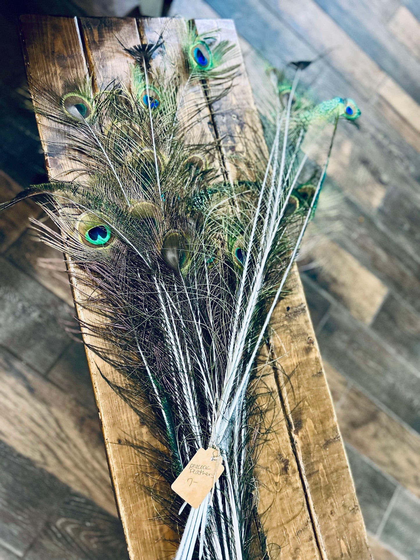 Peacock Feathers