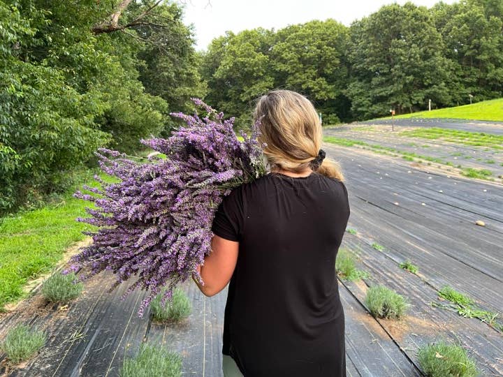 Great Lakes Lavender Farm Dried Lavender Bundle