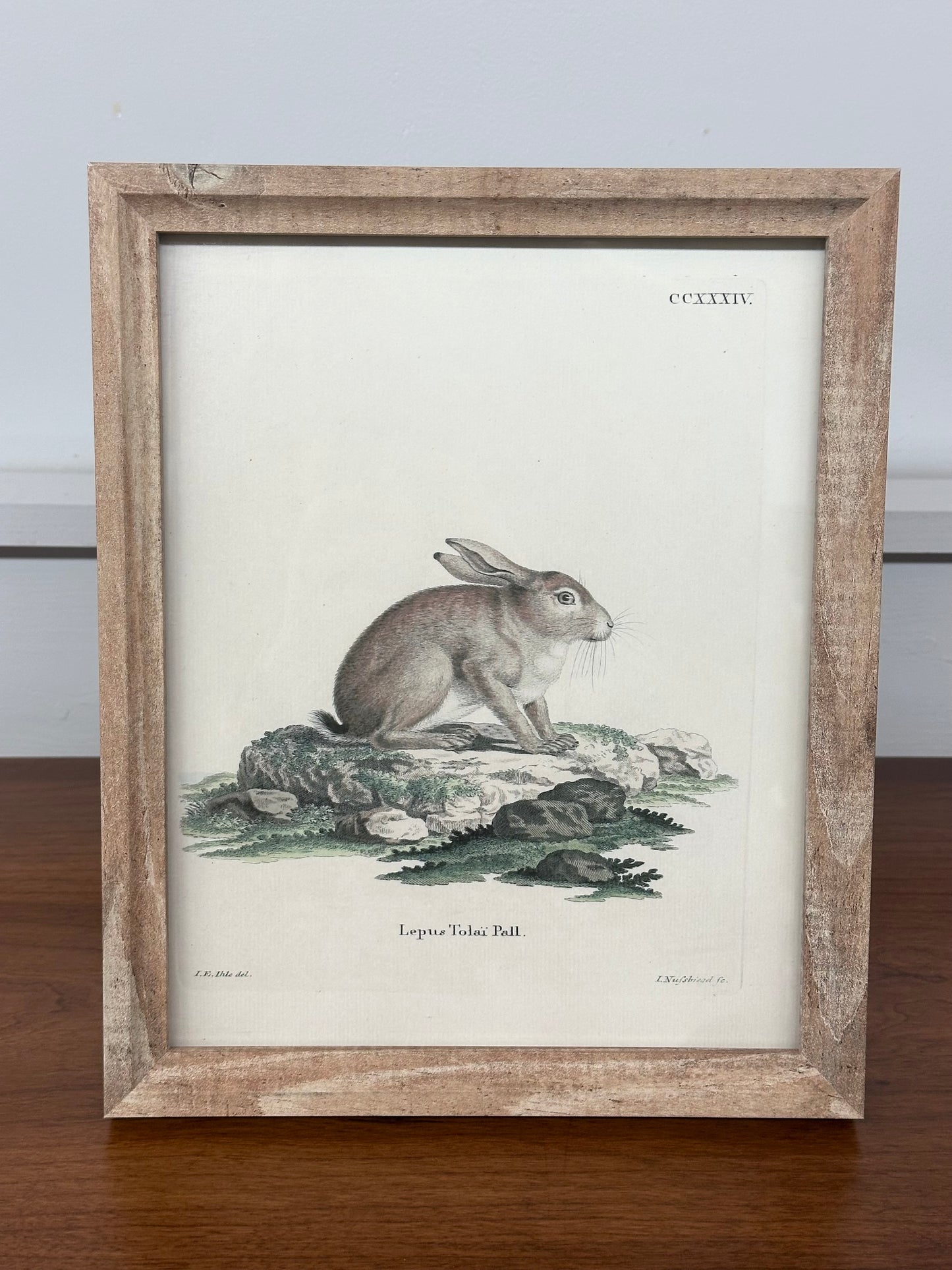 German Hare Antique Framed Art