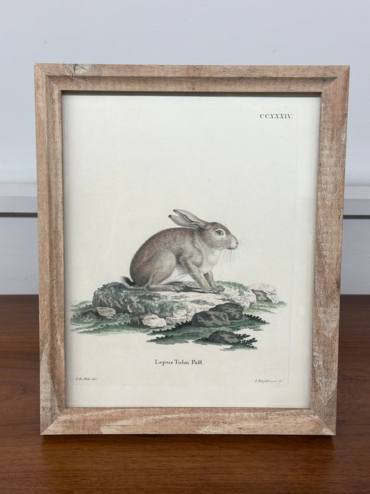 German Hare Antique Framed Art