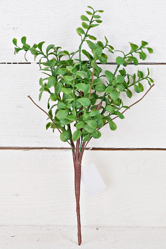 78901 - 14in Evergreen Boxwood Bush-