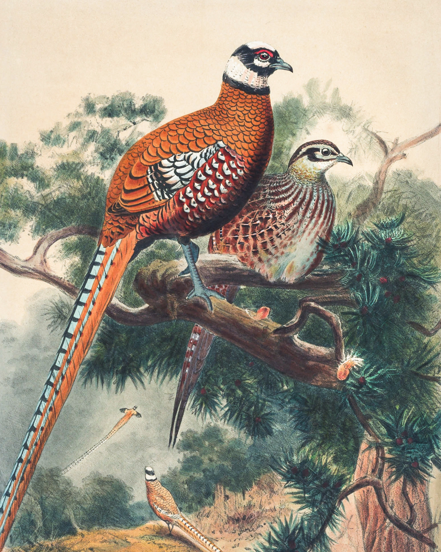 Pair of Pheasants Antique Framed Art
