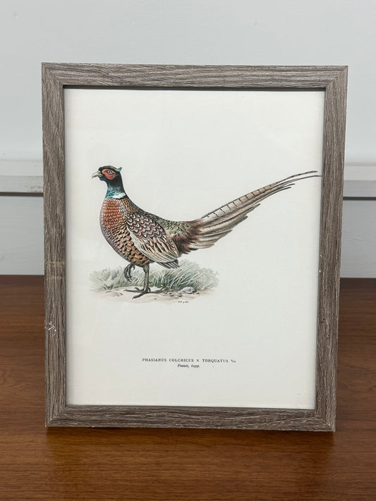 Pheasant Antique Framed Art