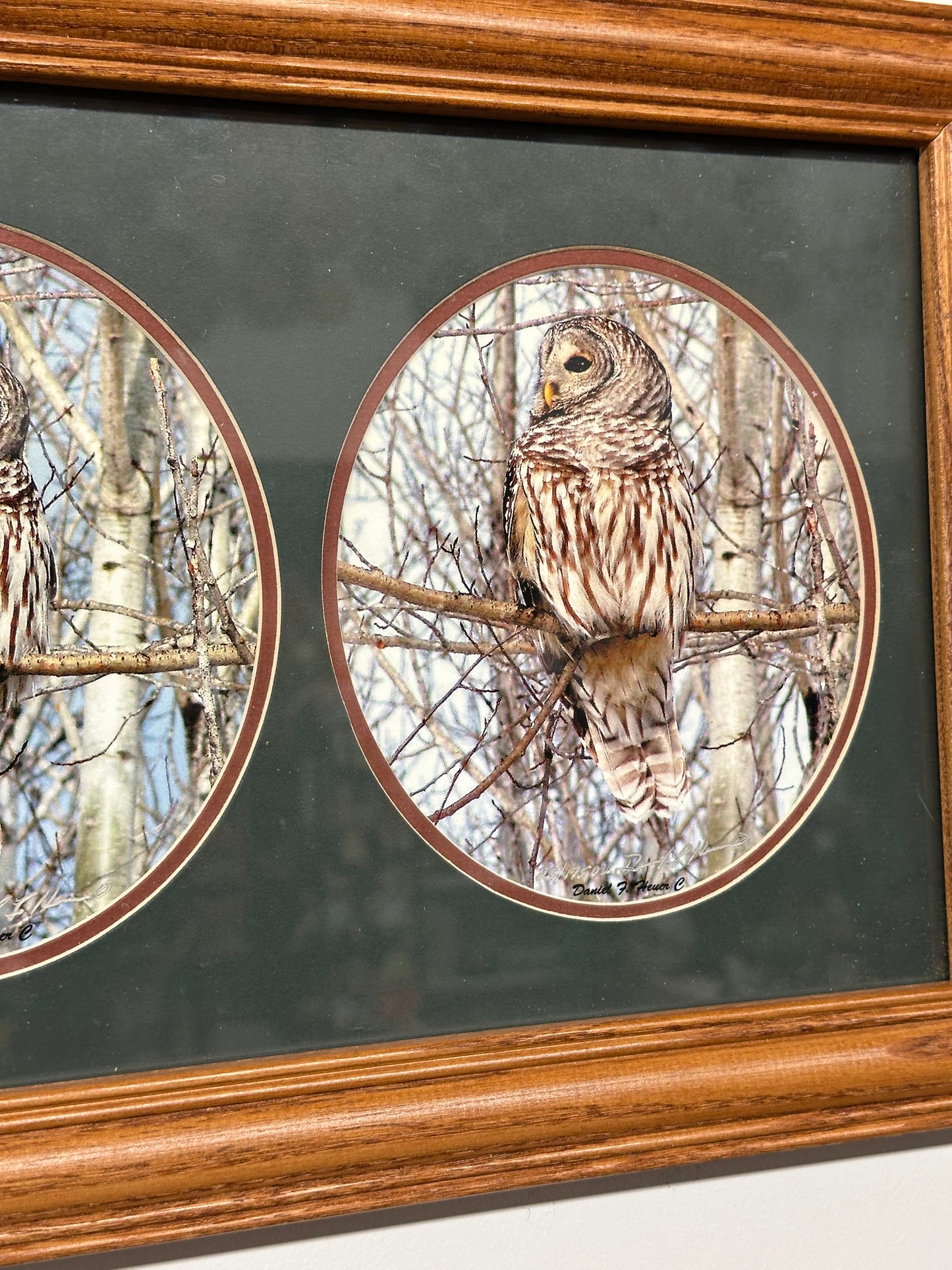 Framed Triptych Barred Owl Wildlife Art