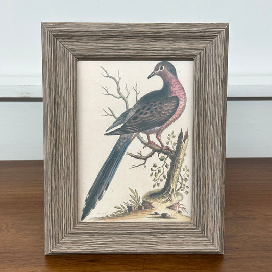 American Red Breasted Pigeon Antique Framed Art