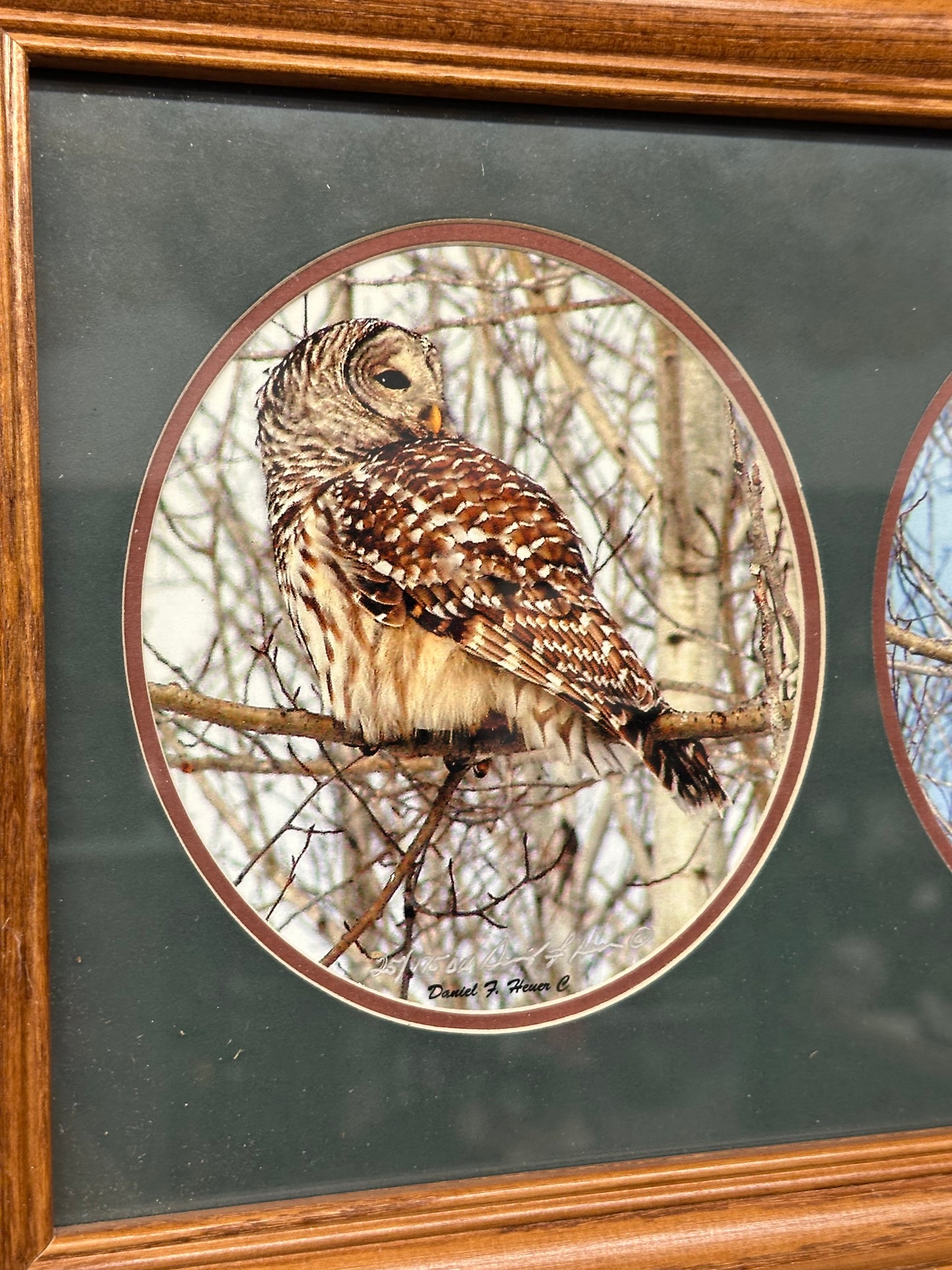 Framed Triptych Barred Owl Wildlife Art