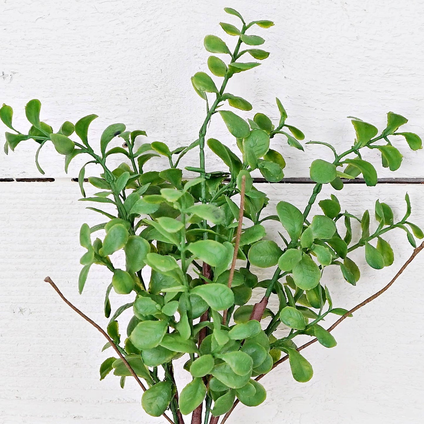 78901 - 14in Evergreen Boxwood Bush-