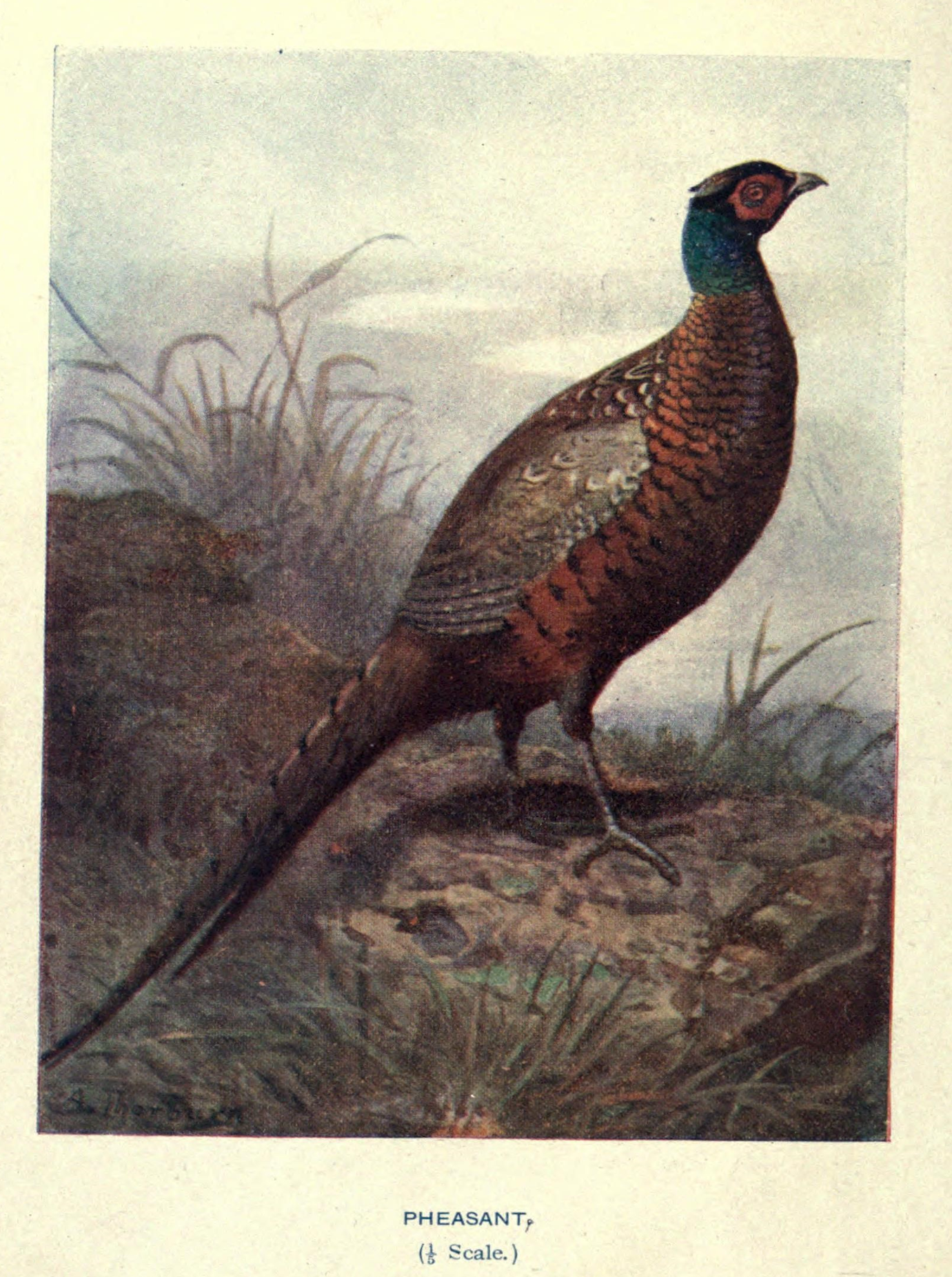 Wild Pheasant Framed Antique