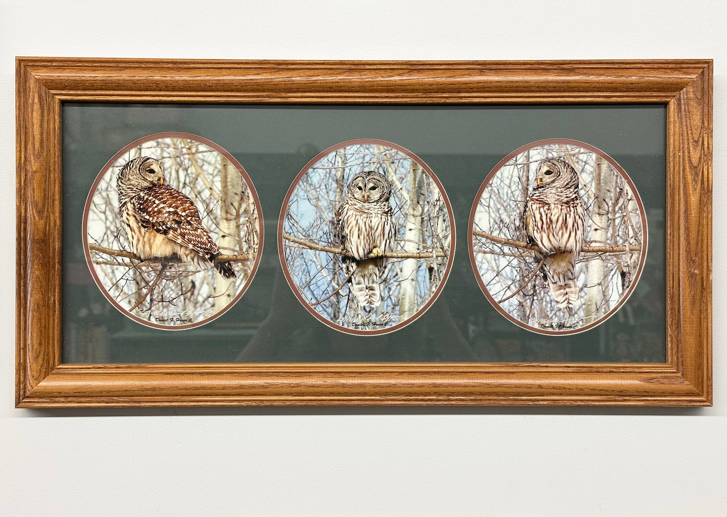 Framed Triptych Barred Owl Wildlife Art