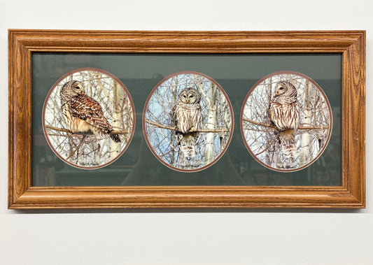 Framed Triptych Barred Owl Wildlife Art