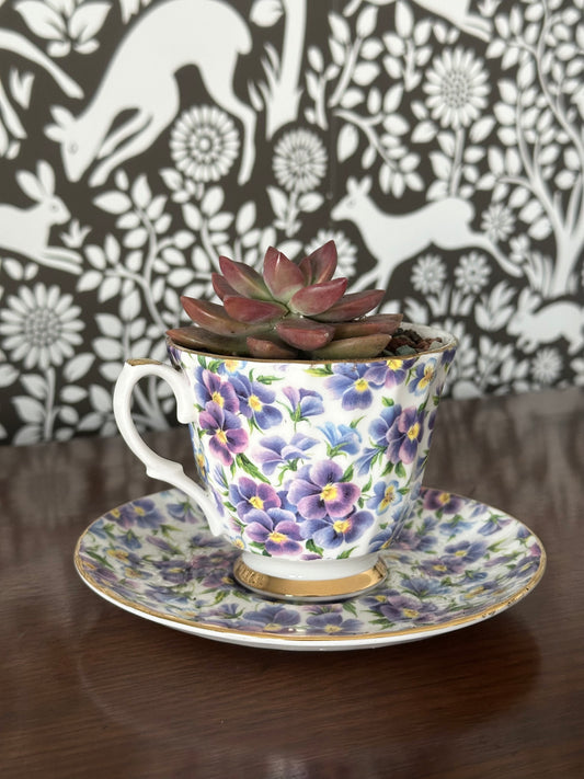 Vintage Teacup Succulents, Assorted