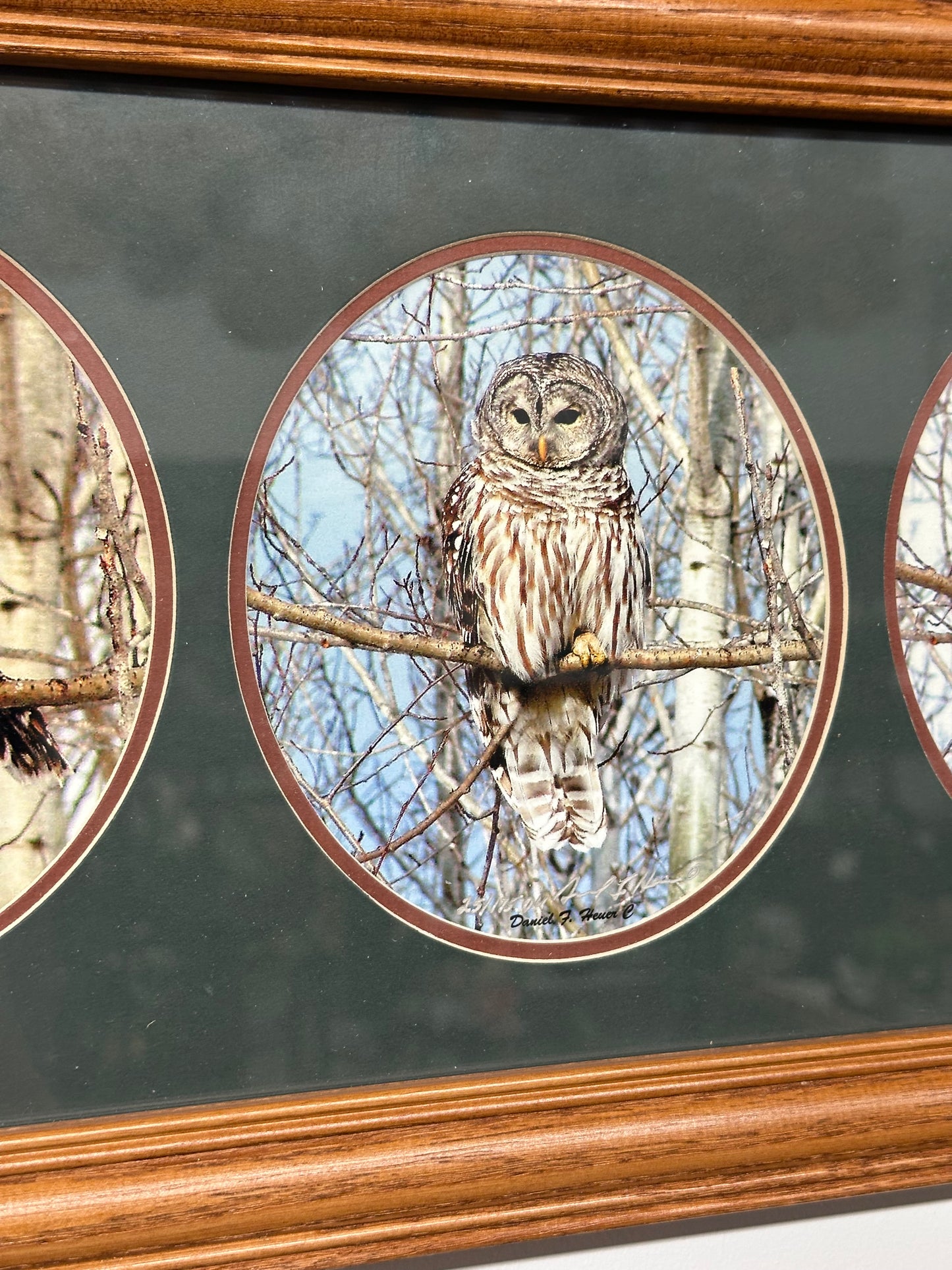 Framed Triptych Barred Owl Wildlife Art