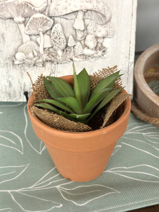 Terracotta Pot w/Succulent