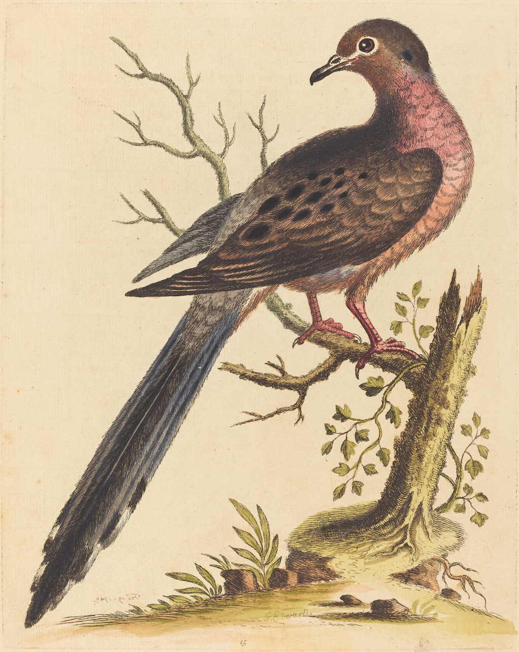 American Red Breasted Pigeon Antique Framed Art