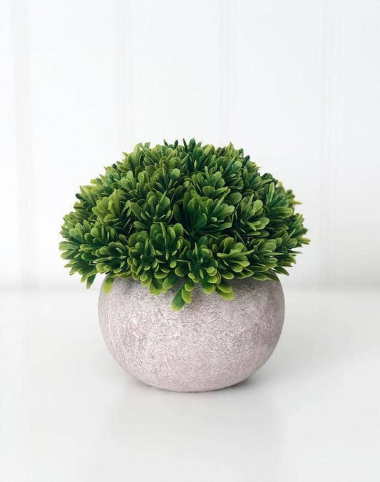 Stone Pot & Foliage