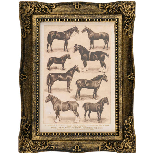 Horse Breeds Framed Wall Art