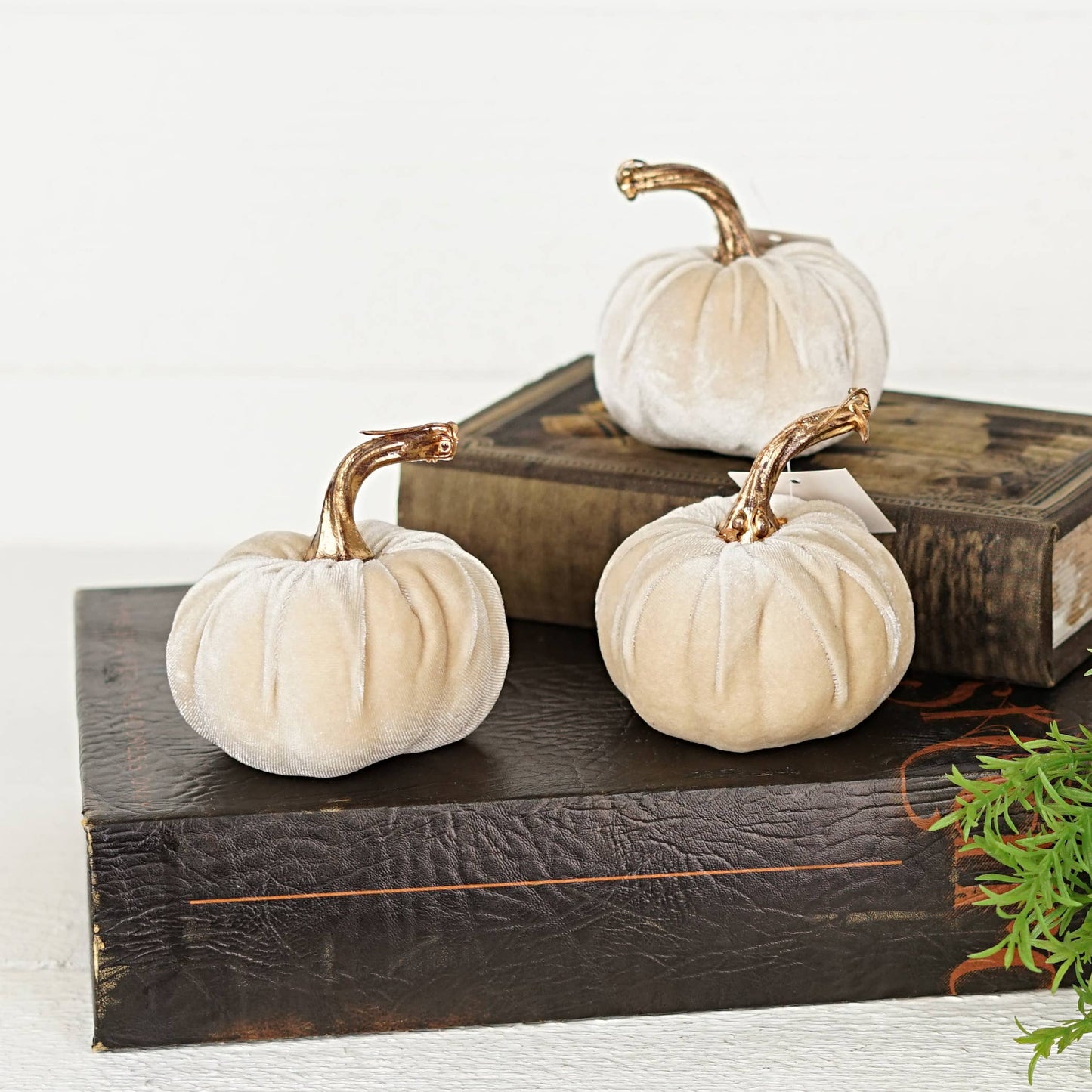 Tan Velvet Pumpkin