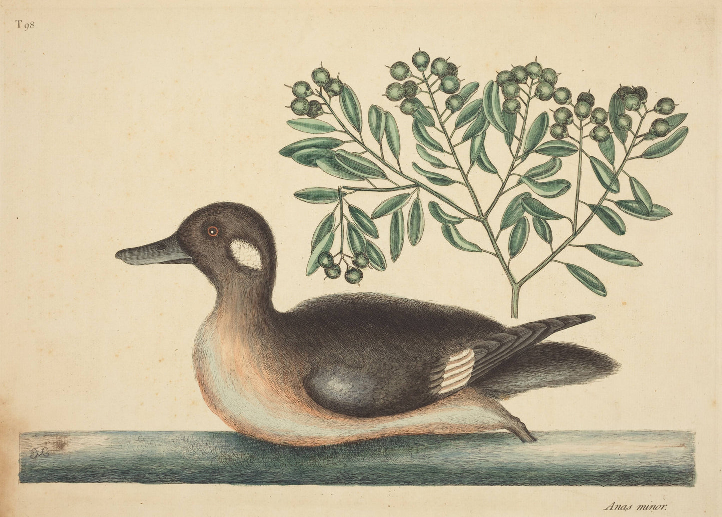 Brown Duck Antique Framed Art